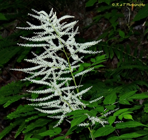 {Aruncus dioicus}
